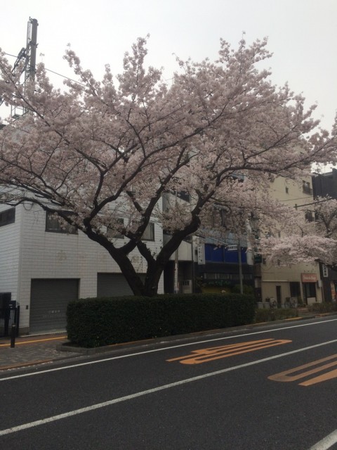 桜
